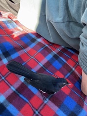 Rhipidura leucophrys