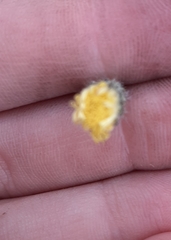 Pilosella officinarum
