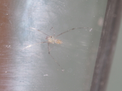 Meotipa spiniventris