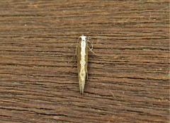 Plutella xylostella