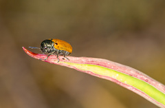 Labidostomis longimana