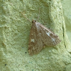 Udea olivalis