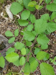 Rubus phoenicolasius