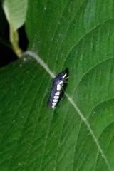 Pseudophera