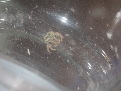 Boliscus tuberculatus