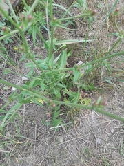 Cichorium intybus