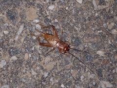 Gryllus lineaticeps