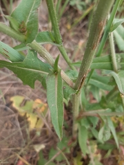 Cichorium intybus