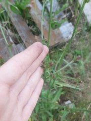 Cichorium intybus
