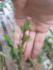 Cichorium intybus