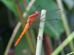 Anisoptera