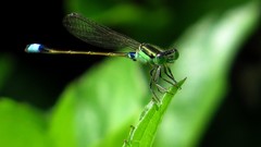 Ischnura senegalensis