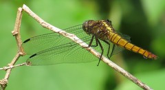 Anisoptera