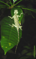 Draco indochinensis