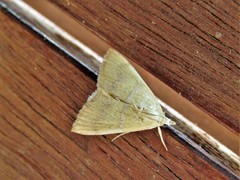 Prochoristis crudalis