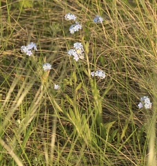 Myosotis imitata