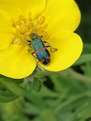 Trichodes ircutensis