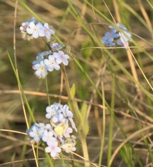 Myosotis imitata