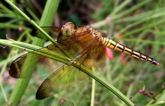 Neurothemis ramburii
