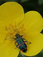 Trichodes ircutensis