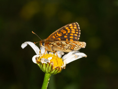 Melitaea aurelia