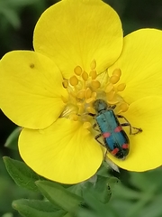 Trichodes ircutensis