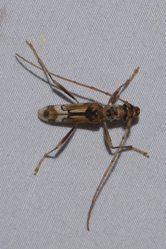 Leptoxenus ornaticollis, 2021-04-14
