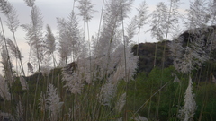 Saccharum spontaneum