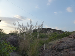 Saccharum spontaneum