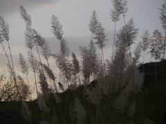 Saccharum spontaneum