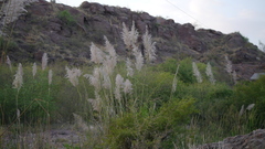 Saccharum spontaneum