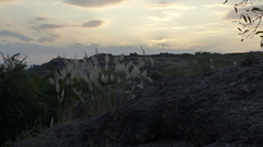 Saccharum spontaneum