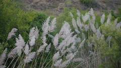 Saccharum spontaneum