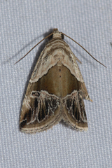 Maliattha separata