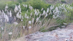 Saccharum spontaneum