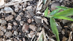 Sphaerodactylus glaucus