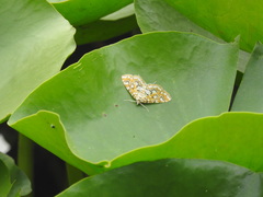 Elophila interruptalis