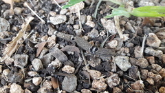 Sphaerodactylus glaucus