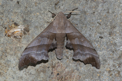 Polyptychus trilineatus