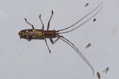 Olenecamptus indianus