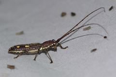 Olenecamptus indianus