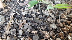 Sphaerodactylus glaucus