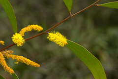Acacia julifera