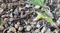 Sphaerodactylus glaucus