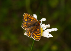 Melitaea aurelia