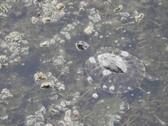 Trachemys scripta