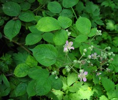 Rubus wirralensis