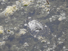 Trachemys scripta