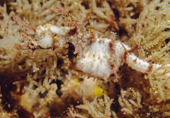 Idiotropiscis lumnitzeri