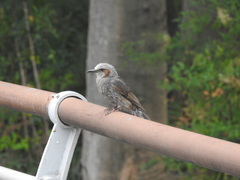 Hypsipetes amaurotis